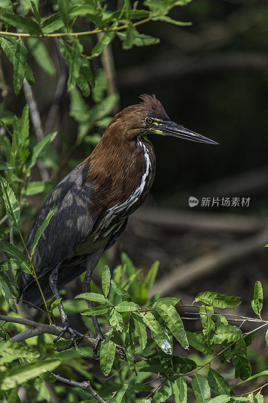 红虎鹭(Tigrisoma lineatum)是鹭科苍鹭的一种，发现于潘塔纳尔，巴西。成年人。